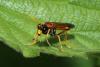 Tenthredo campestris